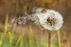 "Vom Winde verweht" von Ruth Hase