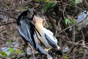 2. Platz 'Amerikanischer Schlangenhalsvogel' von Ingo Rittscher