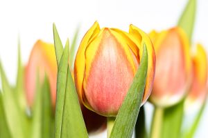 Tulpe rotgelb