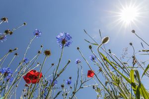 2.Platz "Rot_Blau_Sonne" von Ralf Wandke 