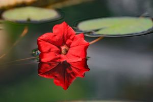 2.Platz "Rot" von Ingo Rittscher