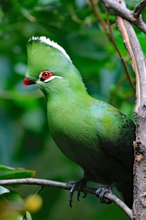 1.Platz "Knysna Lourie Nationalvogel" von Ingo Rittscher