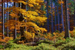 7.Platz "Herbstlaubfärbung" von Ingo Rittscher