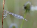 1.Platz "Libelle" von Ingo Rittscher