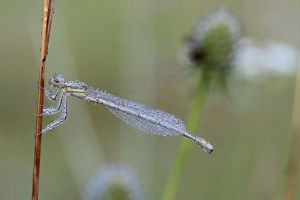 1.Platz "Libelle" von Ingo Rittscher