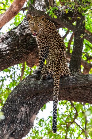 6.Platz "Look, a Leopard" von Ralf Wandke