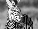 5.Platz "Zebra" von Ralf Wandke