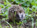 1.Platz "Igel" von Ingo Rittscher