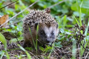 1.Platz "Igel" von Ingo Rittscher