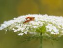 6.Platz "Insekten in Love" von Ralf Wandke