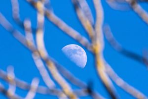 3.Platz "Mond-Geäst" von Ralf Wandke