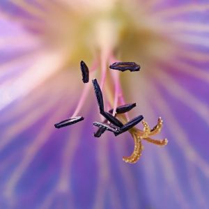 2.Platz "Stempel und Pollen" von Ralf Wandke