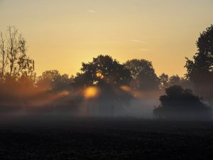 1.Platz 'Erwachen im Nebel' von Alfred Heigl 1.Platz 'Erwachen im Nebel' von Alfred Heigl