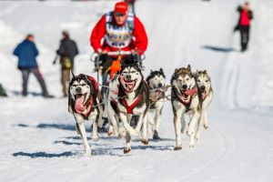 4.Platz 'Hundeschlitten oder Schlittenhunde' von Ralf Wandke