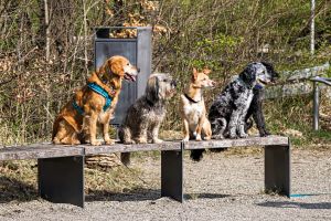 9.Platz 'Hundeparade' von Ralf Wandke