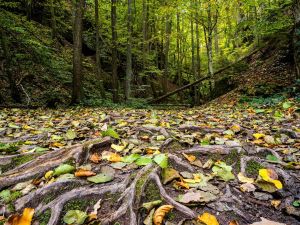 7.Platz 'Herbststimmung' von Hermann Weiß