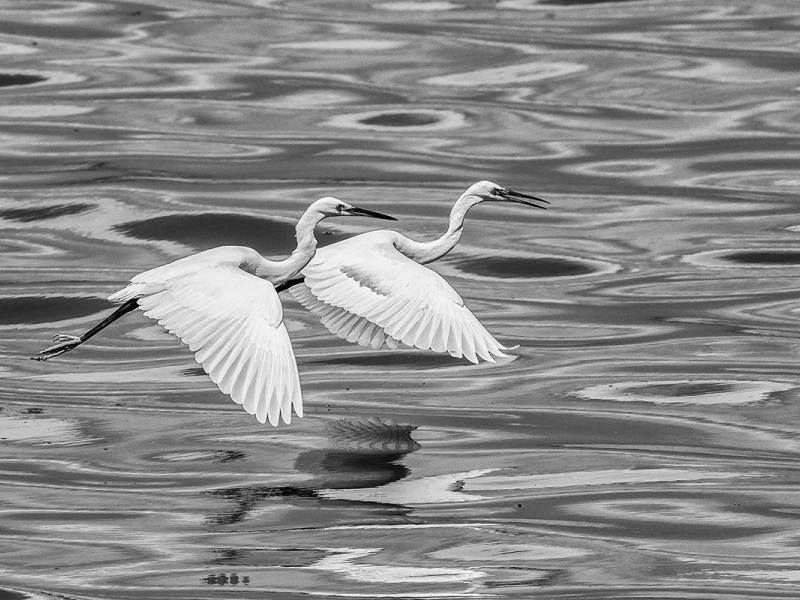 2. Platz 'Paarflug' von Ralf Wandke 2. Platz 'Paarflug' von Ralf Wandke