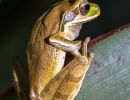 2.Platz "Frosch" von Ralf Wandke