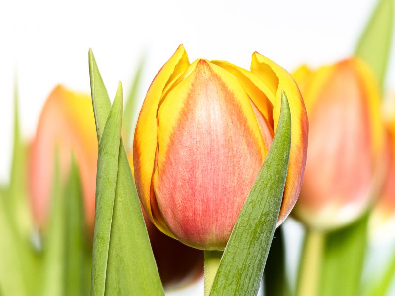 Tulpe rotgelb Tulpe rotgelb