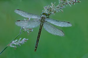 4.Platz "Libelle" von Ingo Rittscher