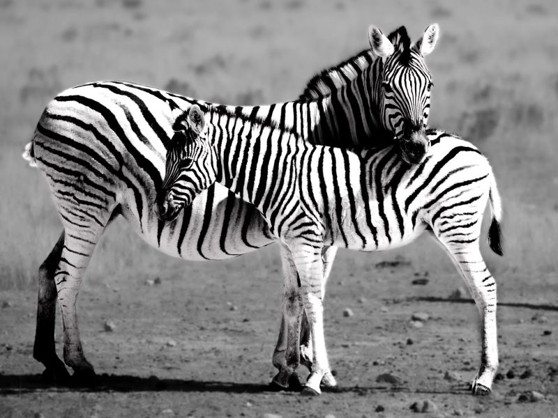 2.Platz 'Miteinander-nicht gegenläufig' von Curd Jaenisch 2.Platz 'Miteinander-nicht gegenläufig' von Curd Jaenisch