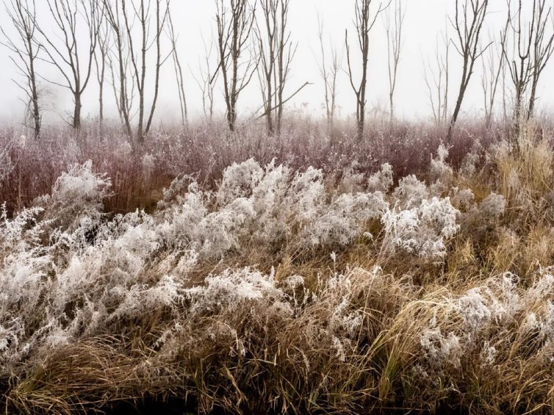 8.Platz 'Nebellicht' von Hermann Weiß 8.Platz 'Nebellicht' von Hermann Weiß