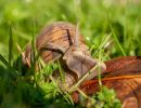 9.Platz 'Schnecke in Pose' von Hermann Weiß