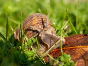 9.Platz 'Schnecke in Pose' von Hermann Weiß