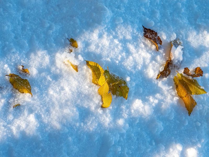 3.Platz 'Blätter im Schnee' von Rudi Bock 3.Platz 'Blätter im Schnee' von Rudi Bock