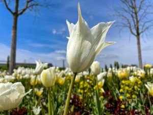 6.Platz 'In der Sonne' von Curd Jaenisch