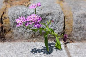 9.Platz 'Wer braucht schon Erde' von Curd Jaenisch
