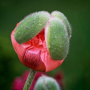 2.Platz 'Zeit zum Erwachen' von Ruth Hase