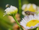 5.Platz 'Gänseblümchen mit Besuch' von Hermann Weiß
