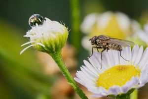 5.Platz 'Gänseblümchen mit Besuch' von Hermann Weiß
