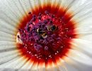 8.Platz 'Fleissige Hummel' von Ruth Hase