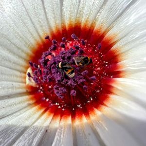 8.Platz 'Fleissige Hummel' von Ruth Hase