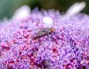 8.Platz 'Fliege auf Hortensie' von Helmut Schwalm