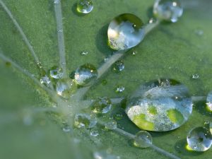 8.Platz 'Nach dem Regen' von Hermann Weiß