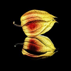 5.Platz 'Wohlbeh&uuml;tetes Fr&uuml;chtchen' von Ralf Wandke