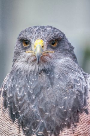 5.Platz 'Falke' von Helmut Schwalm
