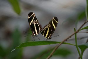 11.Platz 'Isabella heliconioides' von Samantha Mitosinka
