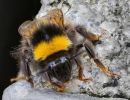 9.Platz 'Insekt Hummel' von Curd Jaenisch