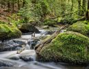 4.Platz 'Wasser im Wald' von Ralf Wandke