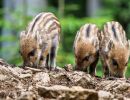 7.Platz 'Wildschweinchen' von Ralf Wandke