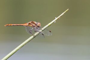 1.Platz 'Libelle' von Ralf Wandke
