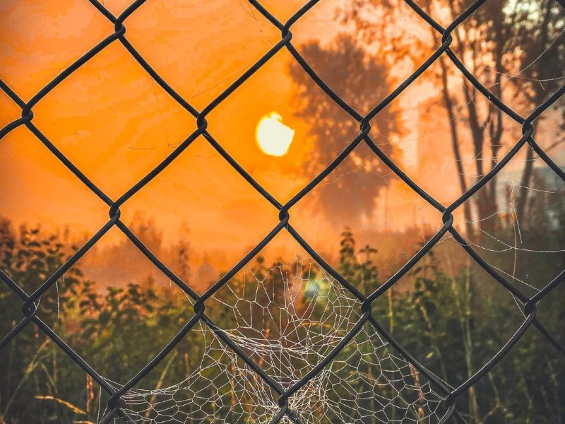 1.Platz 'Netze im Sonnenaufgang'' von Evi Mayer 1.Platz 'Netze im Sonnenaufgang'' von Evi Mayer