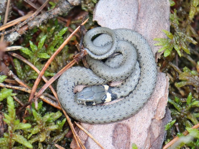 11.Platz 'Ringelnatter' von Christian Katiofsky 11.Platz 'Ringelnatter' von Christian Katiofsky