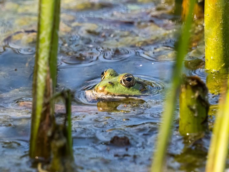 4.Platz 'Fröschli' von  Ralf Wandke 4.Platz 'Fröschli' von  Ralf Wandke