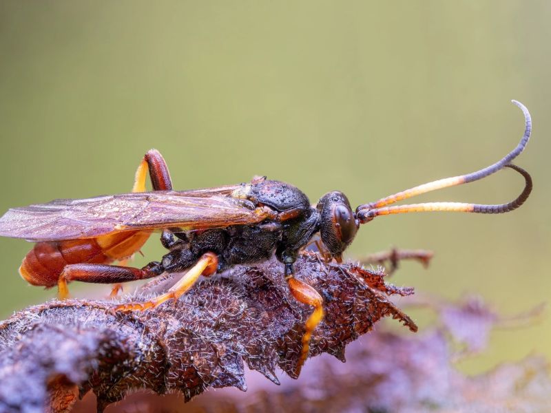 6.Platz 'Schlupfwespe' von Hermann Weiß 6.Platz 'Schlupfwespe' von Hermann Weiß