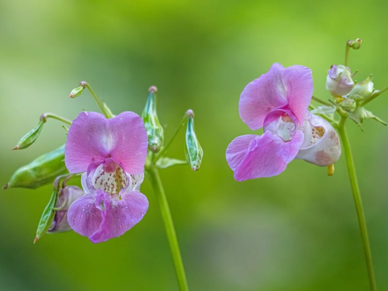 8.Platz 'Heimische Schönheit' von Ralf Wandke 8.Platz 'Heimische Schönheit' von Ralf Wandke
